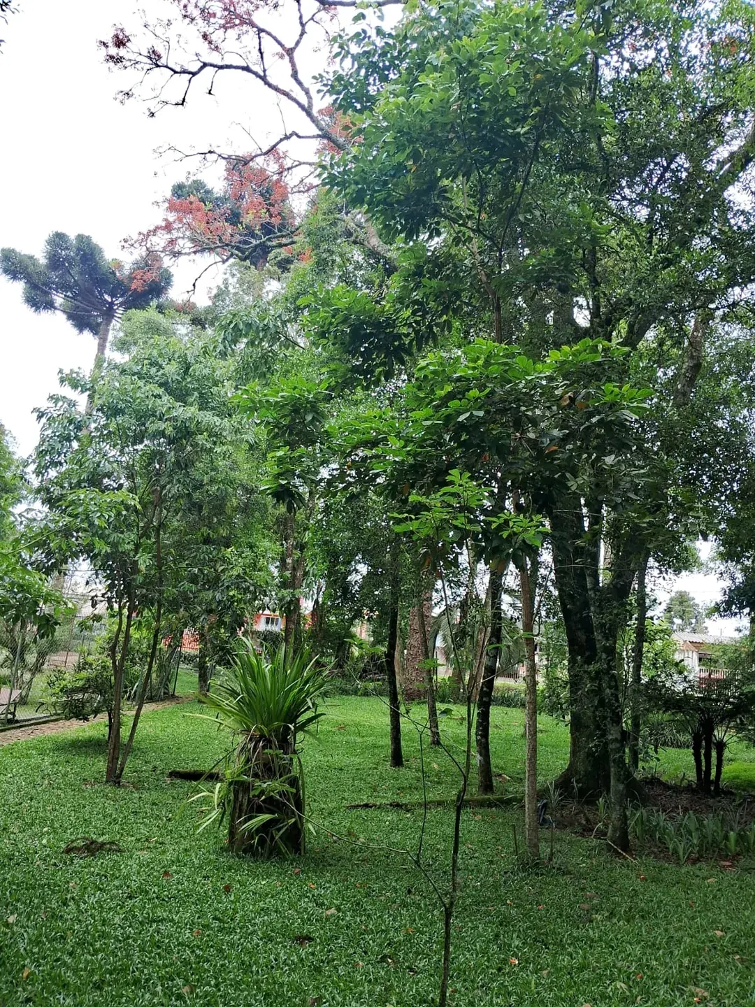 Gramado em jardim arborizado